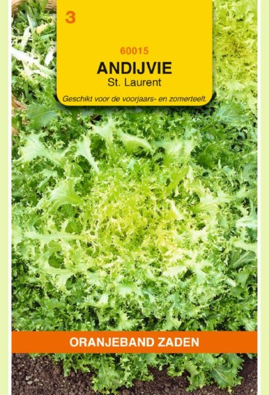 Endivie St Laurent (Cichorium) 2250 Samen